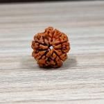 ॐ Original Nepal Origin 5 Mukhi (Panchmukhi) Rudraksha With Certificate ॐ