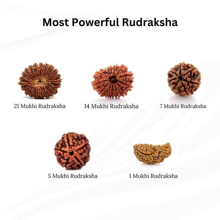 Get Free ₹0  5 Mukhi Nepal Original Rudraksha