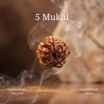 ॐ Original Nepal Origin 5 Mukhi (Panchmukhi) Rudraksha With Certificate ॐ