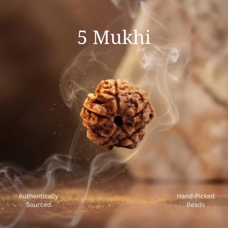 ॐ Original Nepal Origin 5 Mukhi (Panchmukhi) Rudraksha With Certificate ॐ