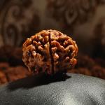 ॐ Original Nepal Origin 5 Mukhi (Panchmukhi) Rudraksha With Certificate ॐ