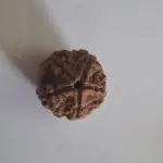 ॐ Original Nepal Origin 5 Mukhi (Panchmukhi) Rudraksha With Certificate ॐ